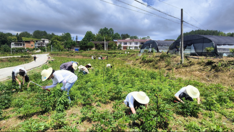 重慶三峽醫藥高等?？茖W校學生在三峽中藥材種源繁育示范推廣基地開展勞動實踐